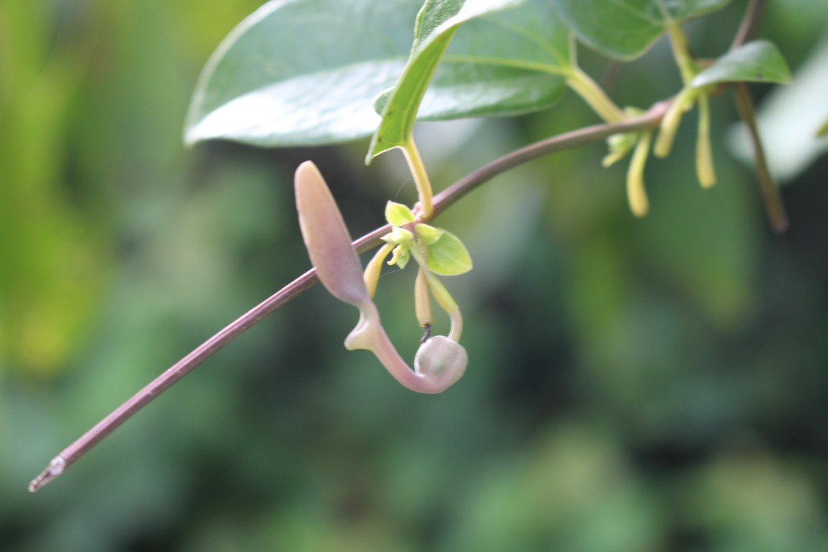 Aristolochia